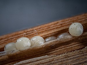 Rhizedra lutosa
