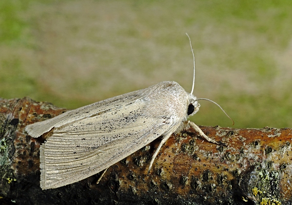 Rhizedra lutosa