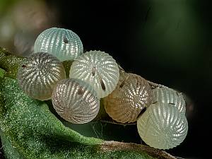 Rusina ferruginea