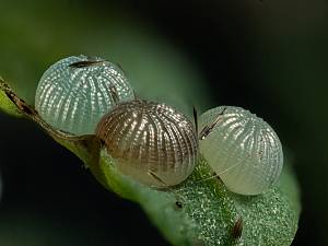 Rusina ferruginea