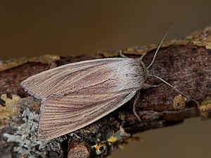 Sedina buettneri