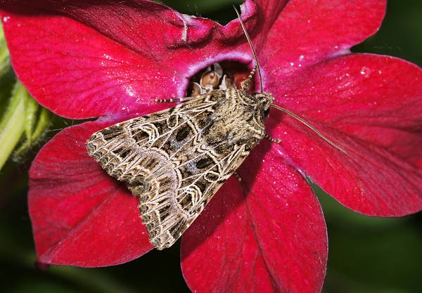 Sideridis reticulata