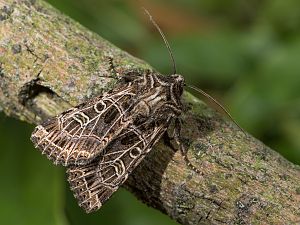 Sideridis reticulata