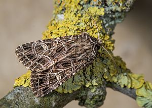 Sideridis reticulata