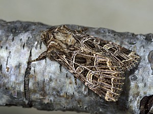 Sideridis reticulata