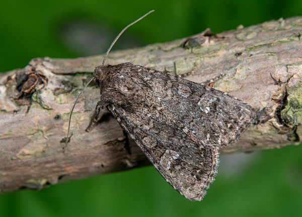 Sideridis turbida