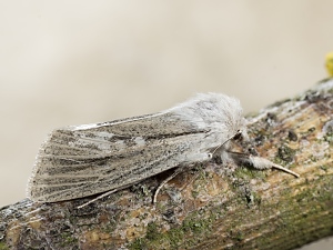 Simyra albovenosa