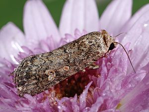 Spodoptera exigua