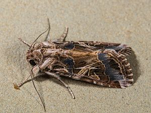 Spodoptera littoralis