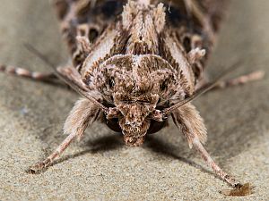 Spodoptera littoralis