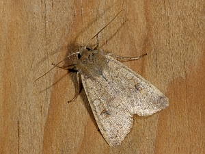 Suniraa circellaris