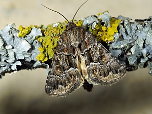 Thalpophila matura