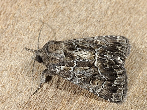 Thalpophila matura