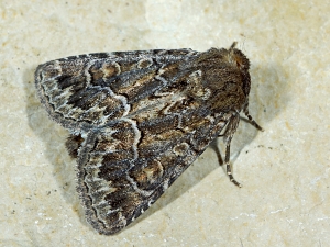 Thalpophila matura