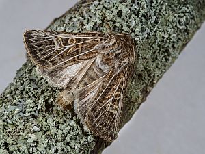 Tholera decimalis