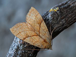 Tiliacea citrago