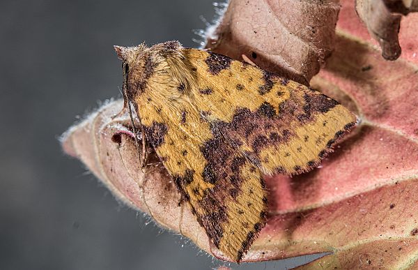 Xanthia togata