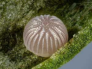Xestia sexstrigata
