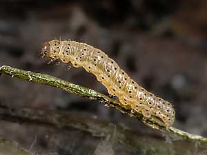 Xestia sexstrigata