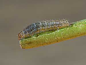 Xestia sexstrigata