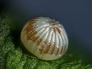 Xestia xanthographa