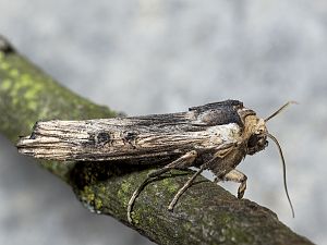 Xylena exsoleta