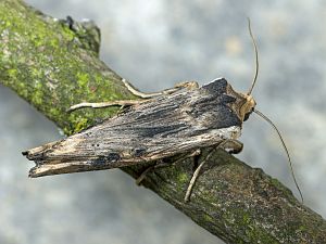 Xylena exsoleta