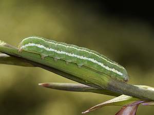 Xylena exsoleta