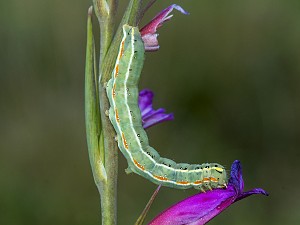 Xylena exsoleta