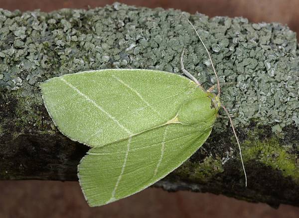 Bena bicolorana