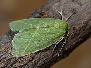 Bena bicolorana