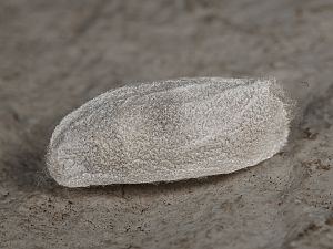Bena bicolorana Puppe