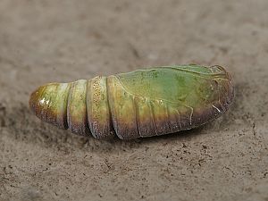 Bena bicolorana Puppe
