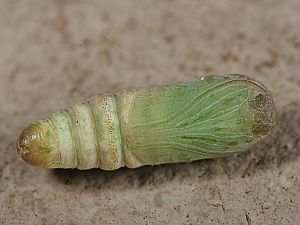 Bena bicolorana Puppe