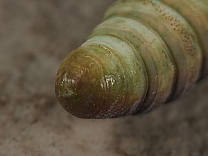 Bena bicolorana Puppe