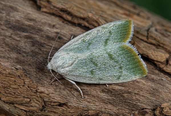 Earias vernana