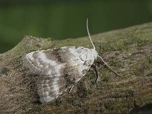 Meganola albula