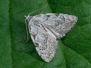 Nola confusalis