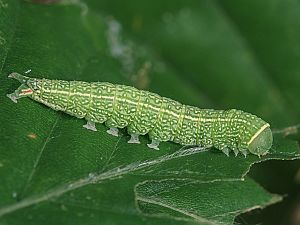 Pseudoips prasinana