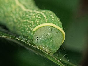 Pseudoips prasinana