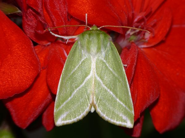 Pseudoips prasinana