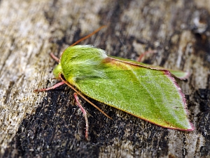 Pseudoips prasinana