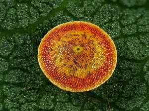 Cerura erminea
