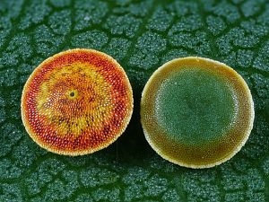 Cerura erminea