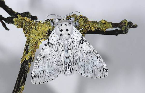 Cerura erminea
