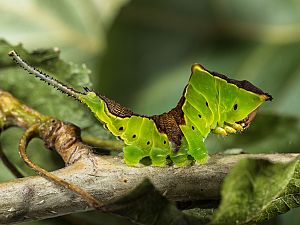 Cerura erminea