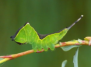 Cerura vinula