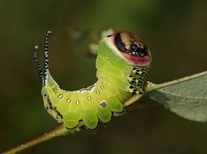 Cerura vinula