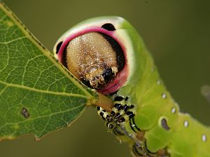 Cerura vinula