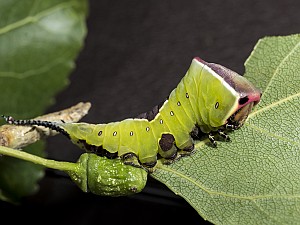 Cerura vinula